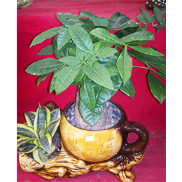 發財樹頭組合盆栽