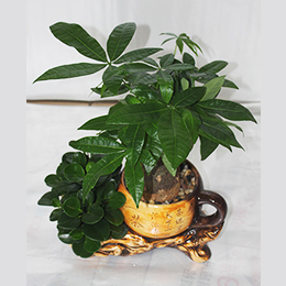 發財樹組合盆栽